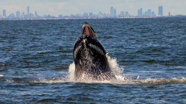 nycwhales2.jpg