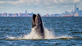 nyc whales.jpg