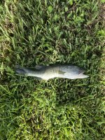 IMG_9429.jpeg