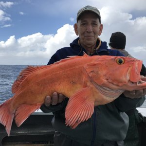 Yellow Eye Alaska